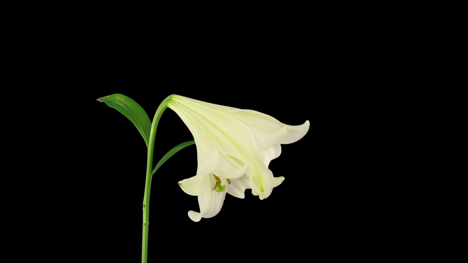 Timelapse of dying white Easter lily 13x3 in RGB + ALPHA matte format isolated on black