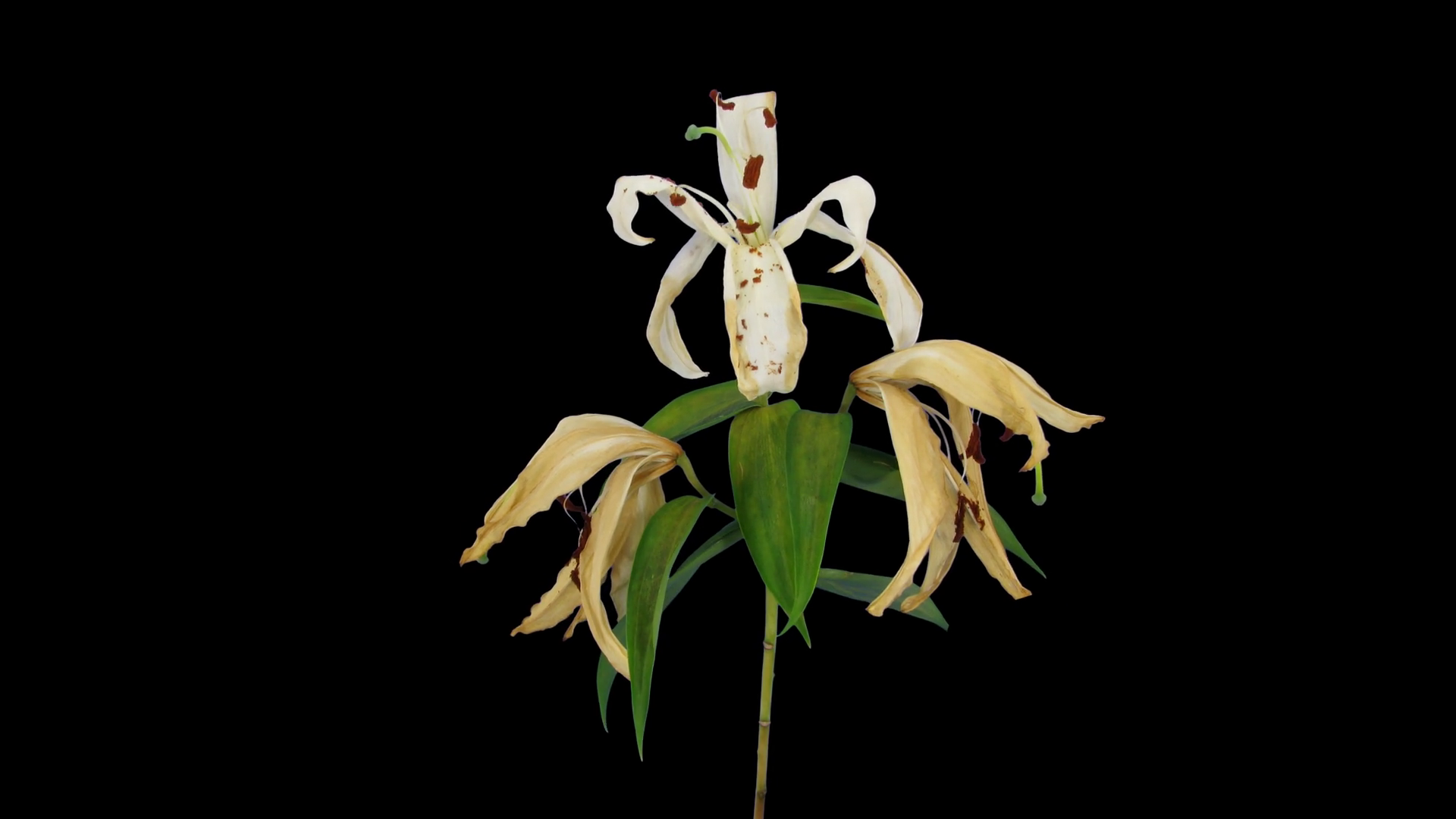 Timelapse of dying white lily 15a in PNG+ format with ALPHA