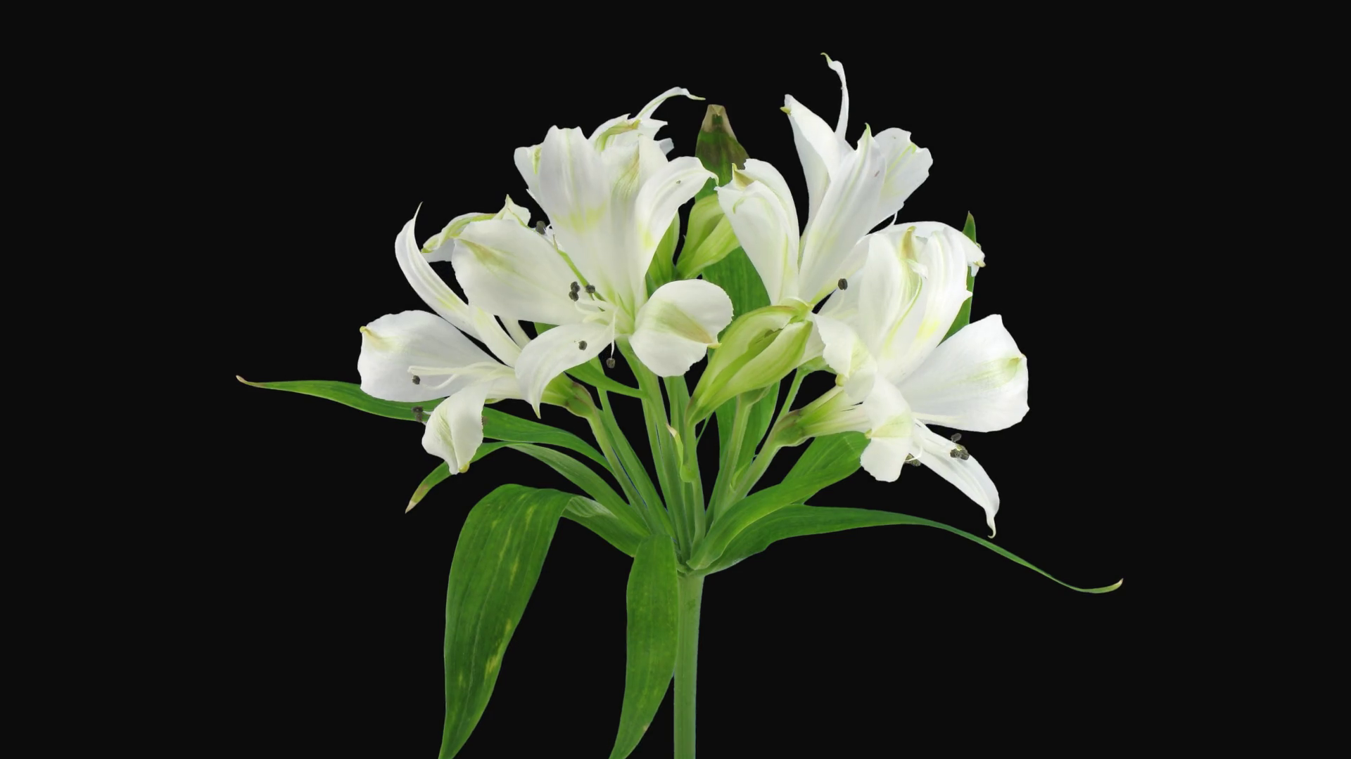 Timelapse Of Dying White Peru Lily Bouquet Stock Footage SBV333430546 Storyblocks