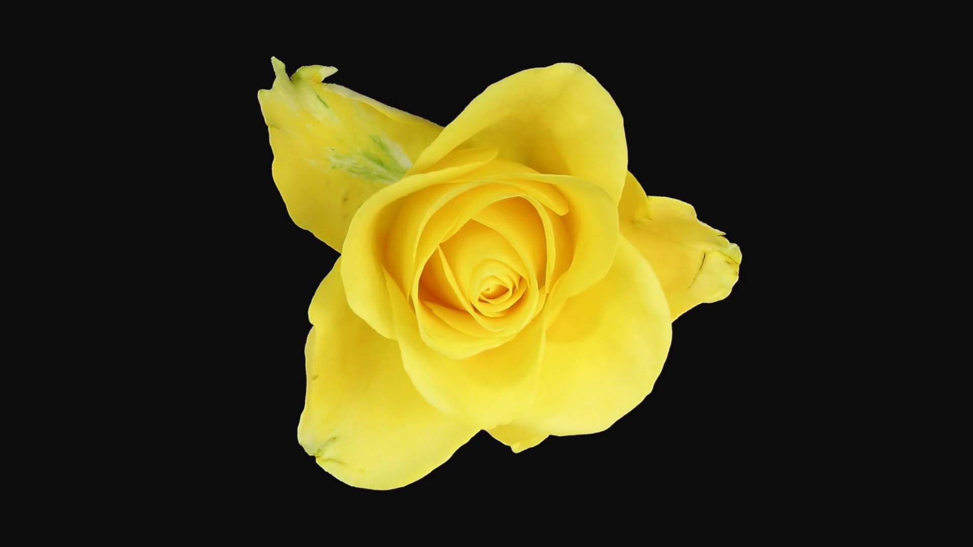 Timelapse Of Dying Yellow April Rose 6d1 In Stock Footage SBV