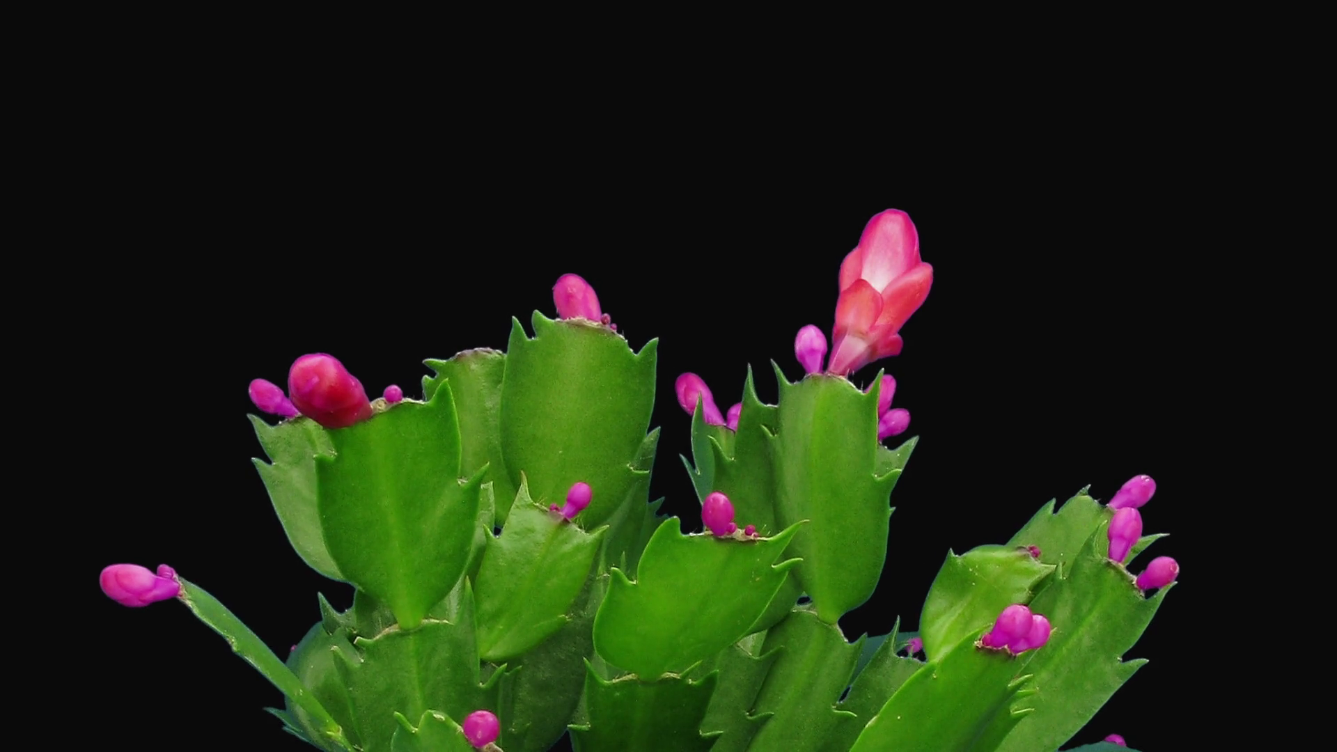 Timelapse of growing and blooming pink Christmas cactus (Schlumbergera