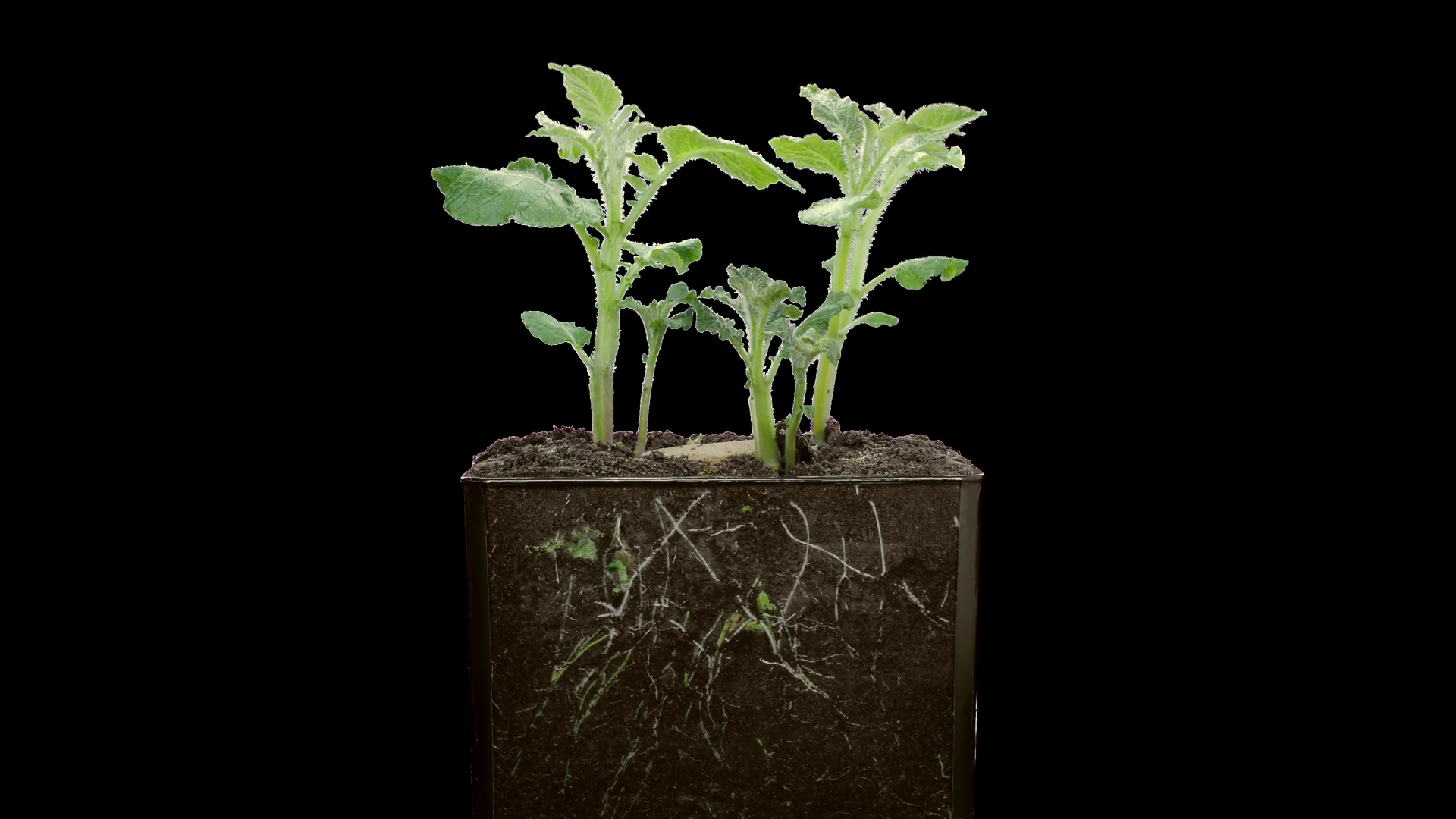 Timelapse Of Growing Potato Vegetable Stock Footage SBV338242275