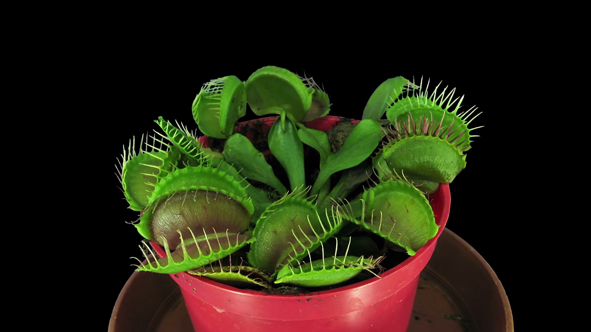 Timelapse of growing Venus flytrap (Dionaea muscipula