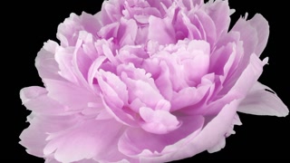 Time-lapse of opening pink Peony flower 2d3 in RGB + ALPHA matte format isolated on black background