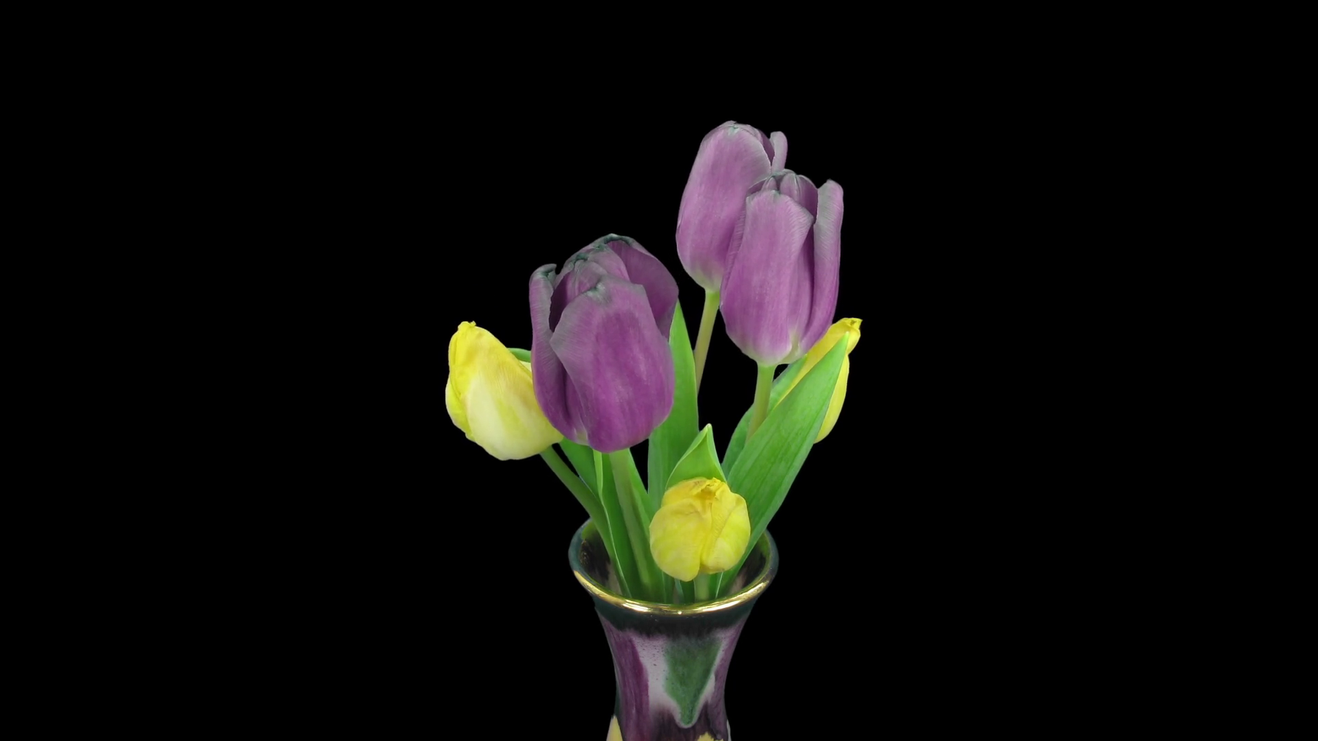 Timelapse of opening purpleyellow tulips bouquet in a vase 1a3 in RGB