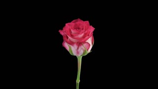Time-lapse of opening red N-joy rose 2x5 in RGB + ALPHA matte format isolated on black background.