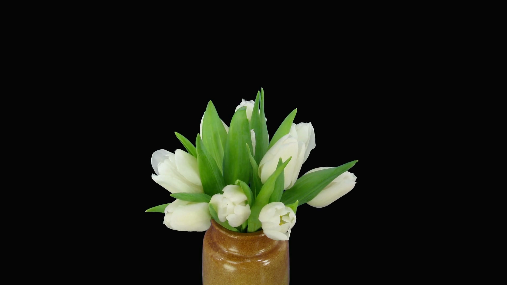 Timelapse Of Opening White Tulips In Vase Stock Footage SBV313899204
