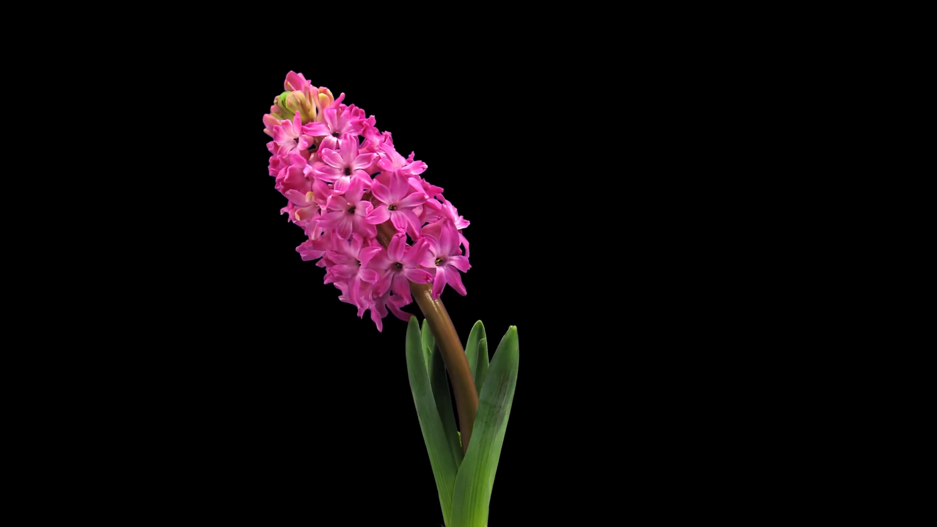 Timelapse of rotating, growing and blooming red hyacinth flower 1a3 in