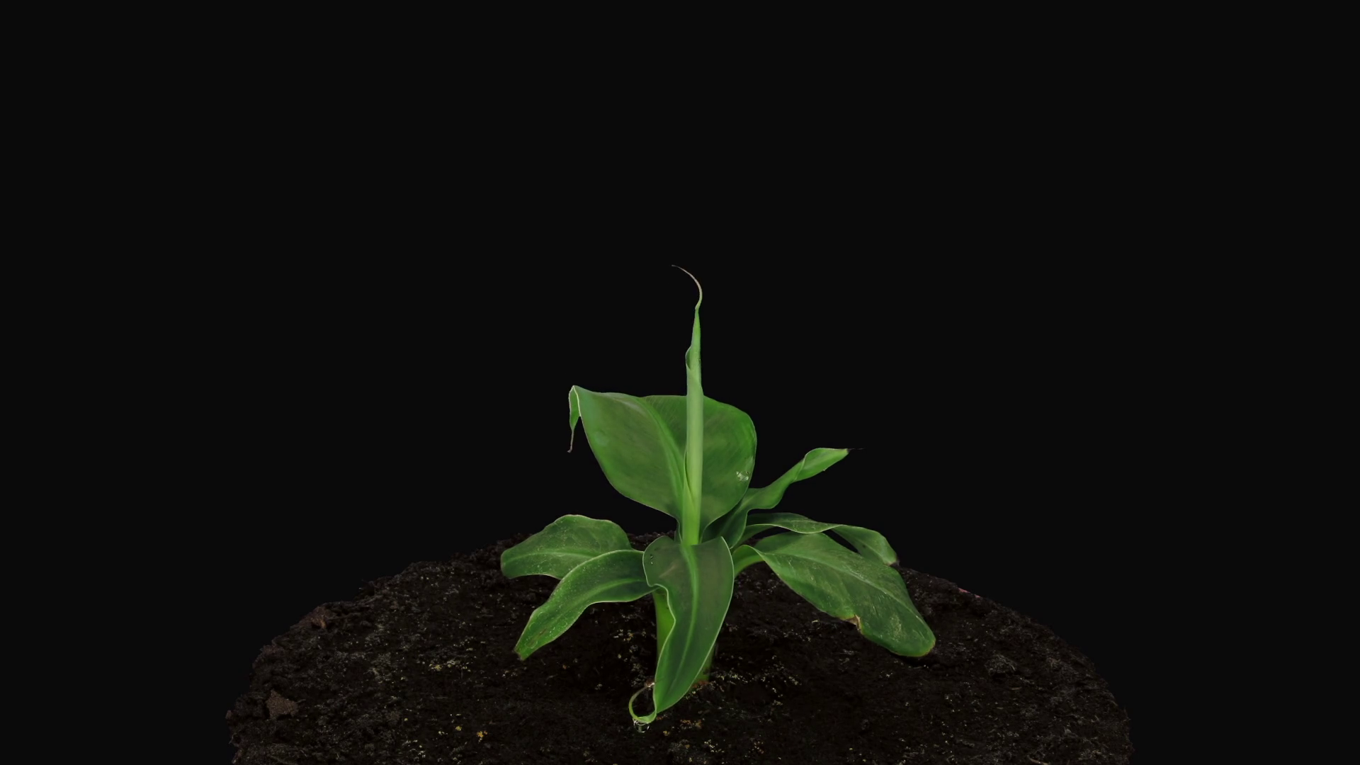 Time Lapse Of Growing Banana Tree In Rgb Stock Footage Sbv 347669304 Time Lapse Of Growing Banana Tree In Rgb Stock Footage Sbv 347669304