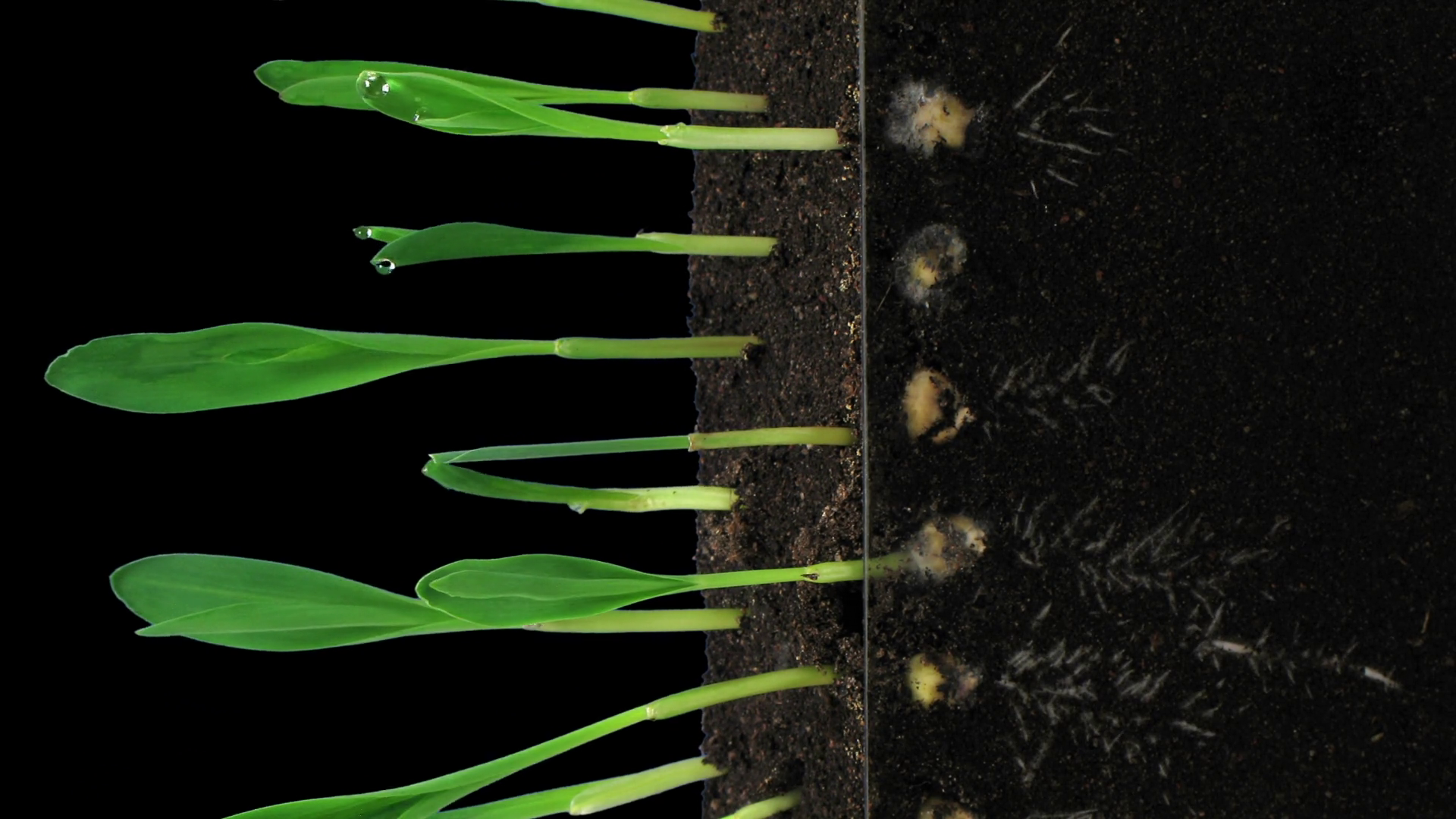 Time Lapse Of Germinating Growing Maize Stock Footage SBV-352452718 ...