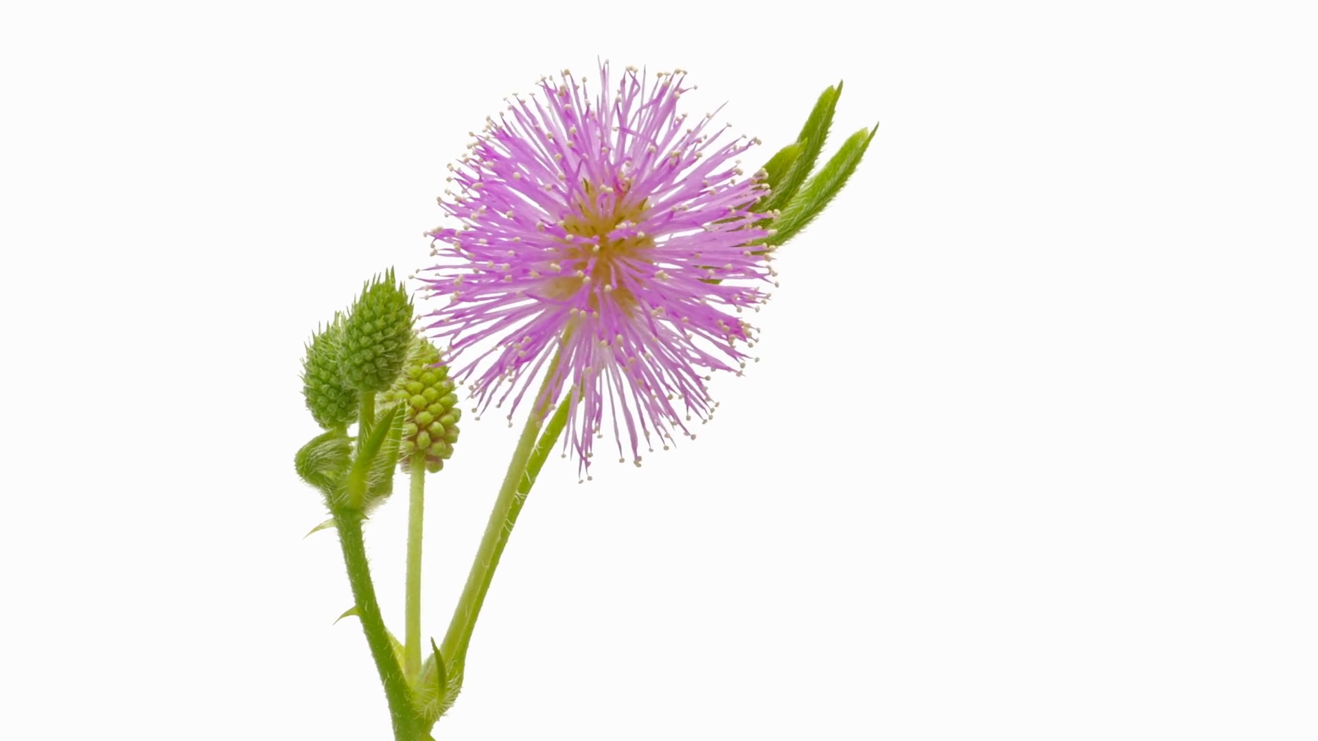 time-lapse-of-growing-blooming-mimosa-pudica-stock-footage-sbv