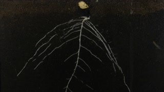 Time lapse of squash germinating and growing in a Rhizobox