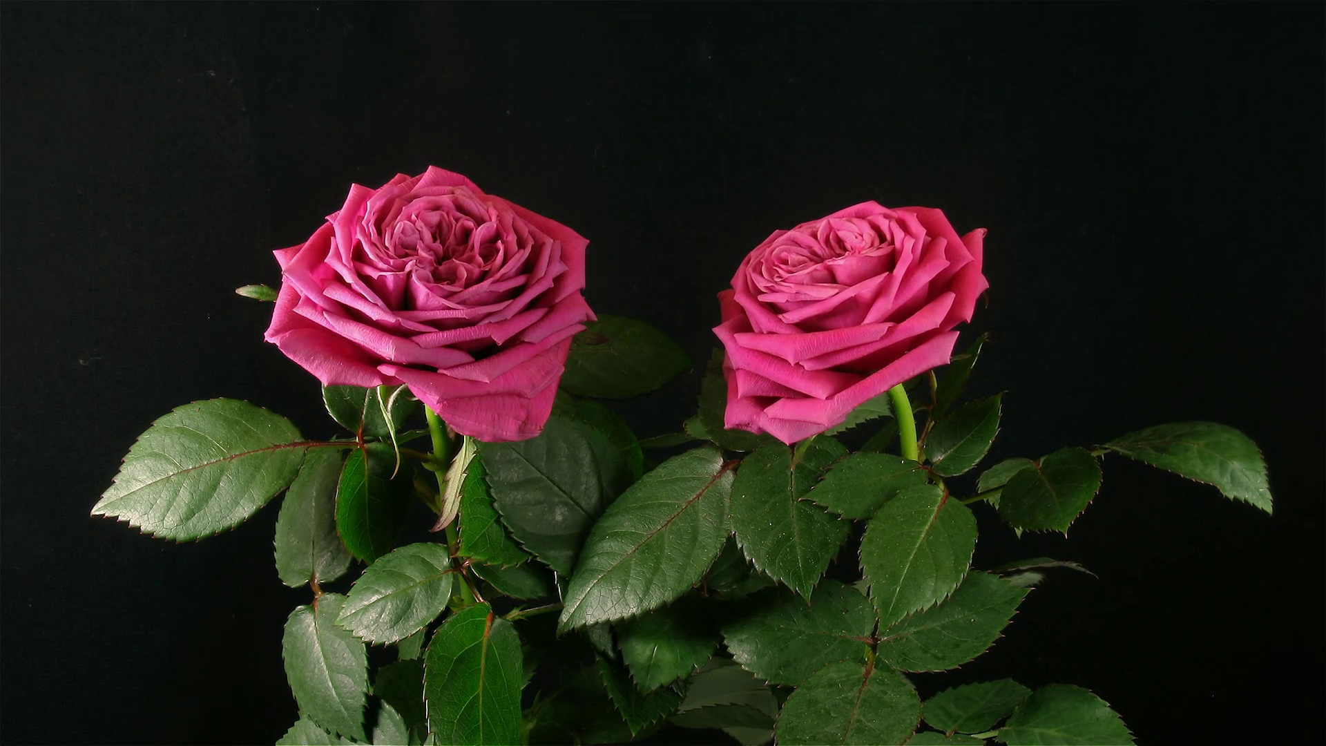 Time Lapse Of Dying Two Red Roses Stock Footage SBV-349317462 - Storyblocks