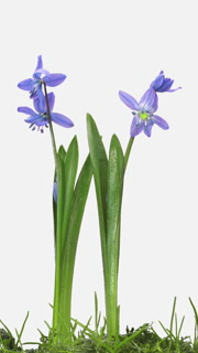 Time lapse of growing and opening blue Scilla flower, vertical orientation