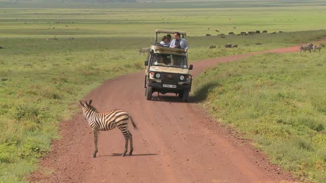 Road Zebra | Transportation stock footage - Storyblocks