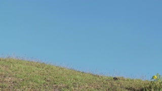 Pan to a giant stone carving on Easter Island.