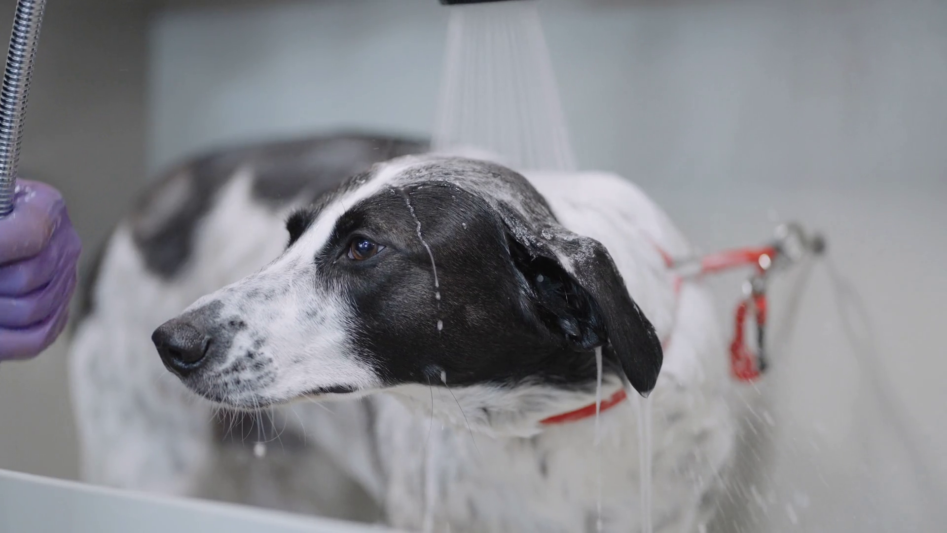 Washing Dog Shower In Bathroom Owner Groomer Stock Footage SBV