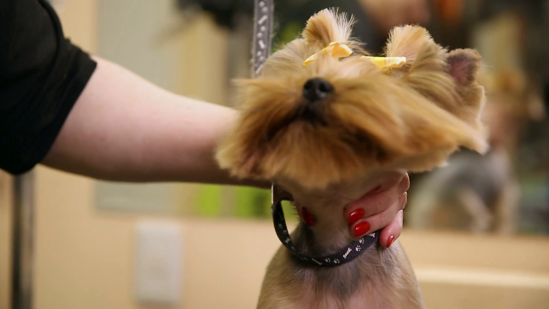 A closeup of a hair dryer blows air into the dog's face in a beauty