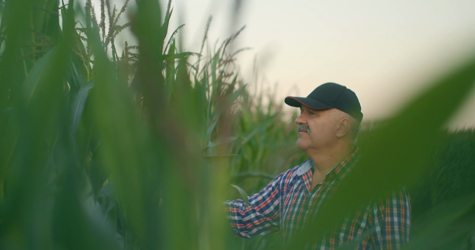 An Elderly Farmer In Cornfield Watches Corn Stock Footage SBV338723243 Storyblocks