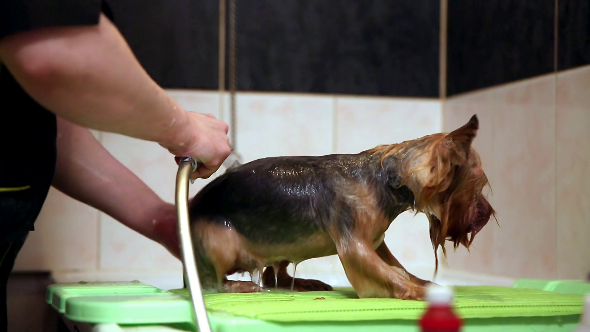 Wash the dog in the bathroom with a shower head Stock Video Footage 00