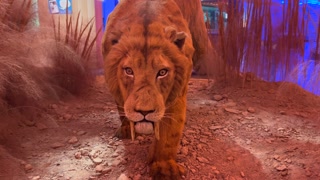 A Sabertoothed Cat On A Display In Natural History Museum