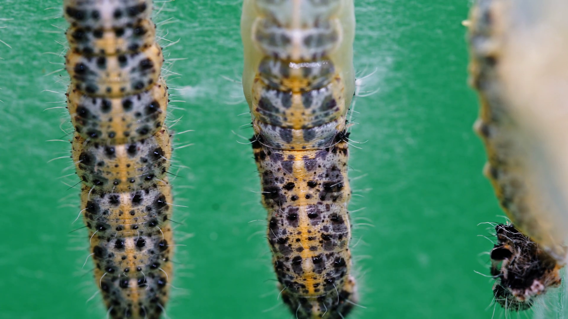 Natural Insect Metamorphosis From Larva To Stock Footage SBV-352507322 ...
