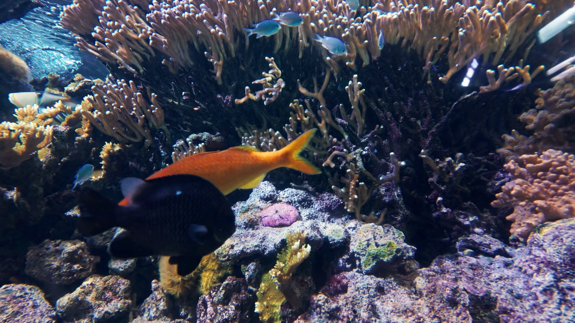 Close-up Of Tropical Fish Shimmering Stock Footage SBV-352145778 ...