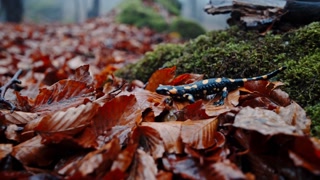 tiny salamander among colorful leaves