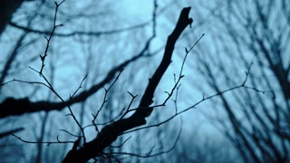 dark tree in a forest