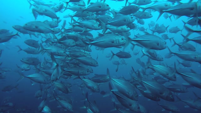 Fishes Stock Footage: Royalty-Free Video Clips - Storyblocks