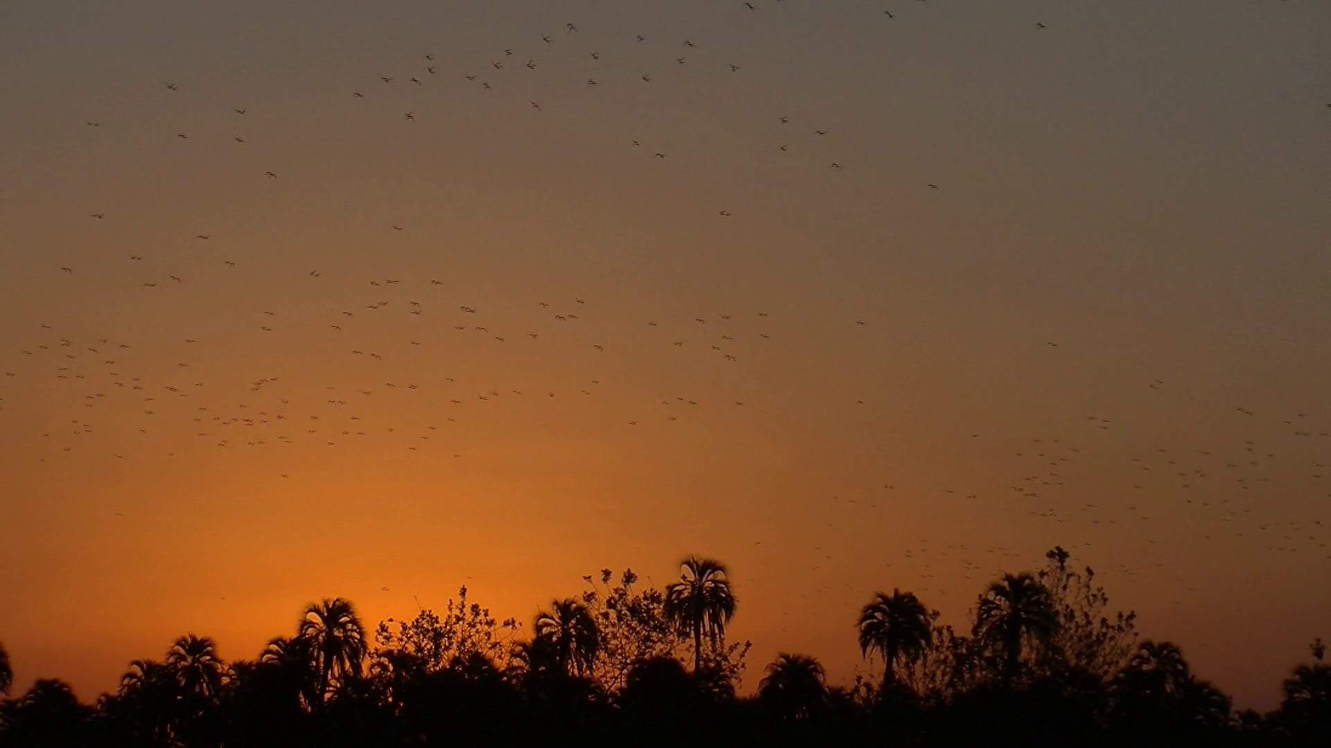 Flock Of Parrots Flying At Sunset Parrots Stock Footage SBV-347328951 ...