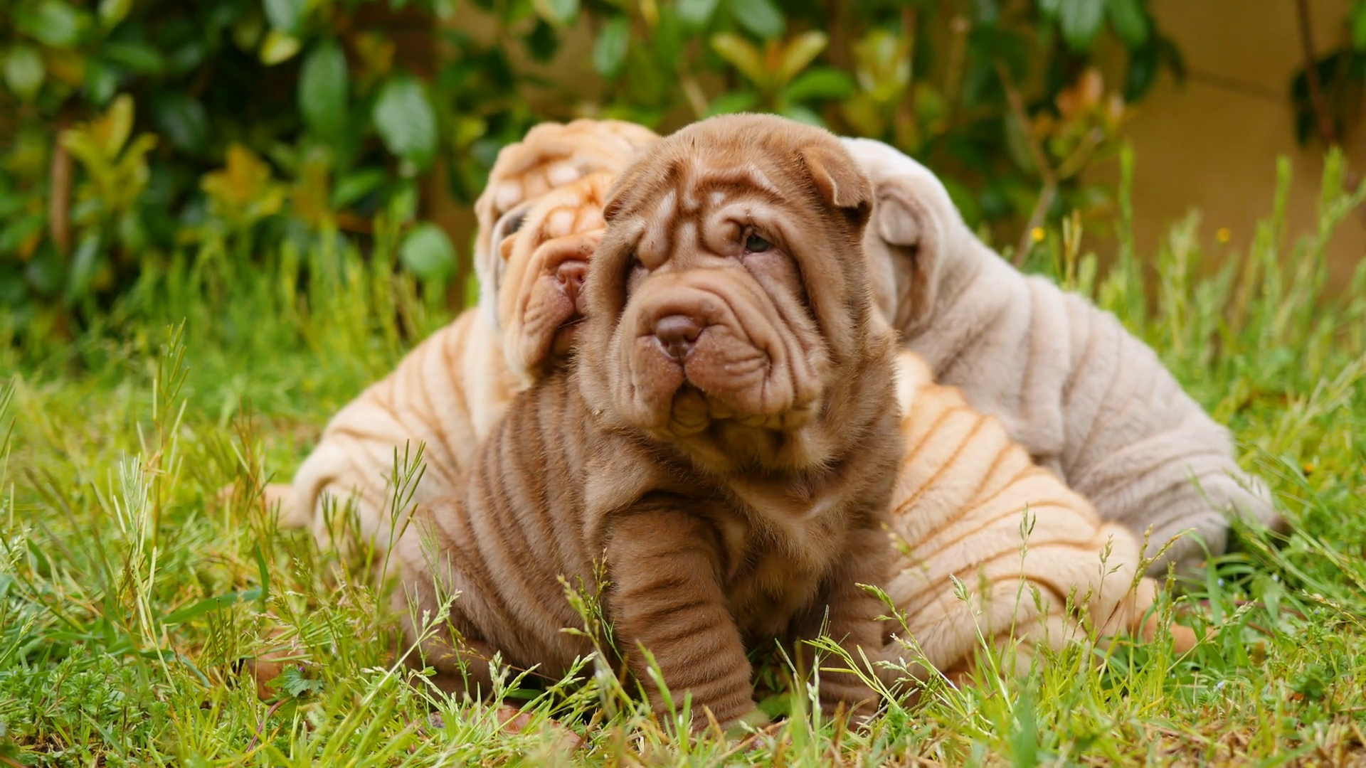 Newborn Puppy Stock Footage: Royalty-Free Video Clips - Storyblocks, image size:1920x1080