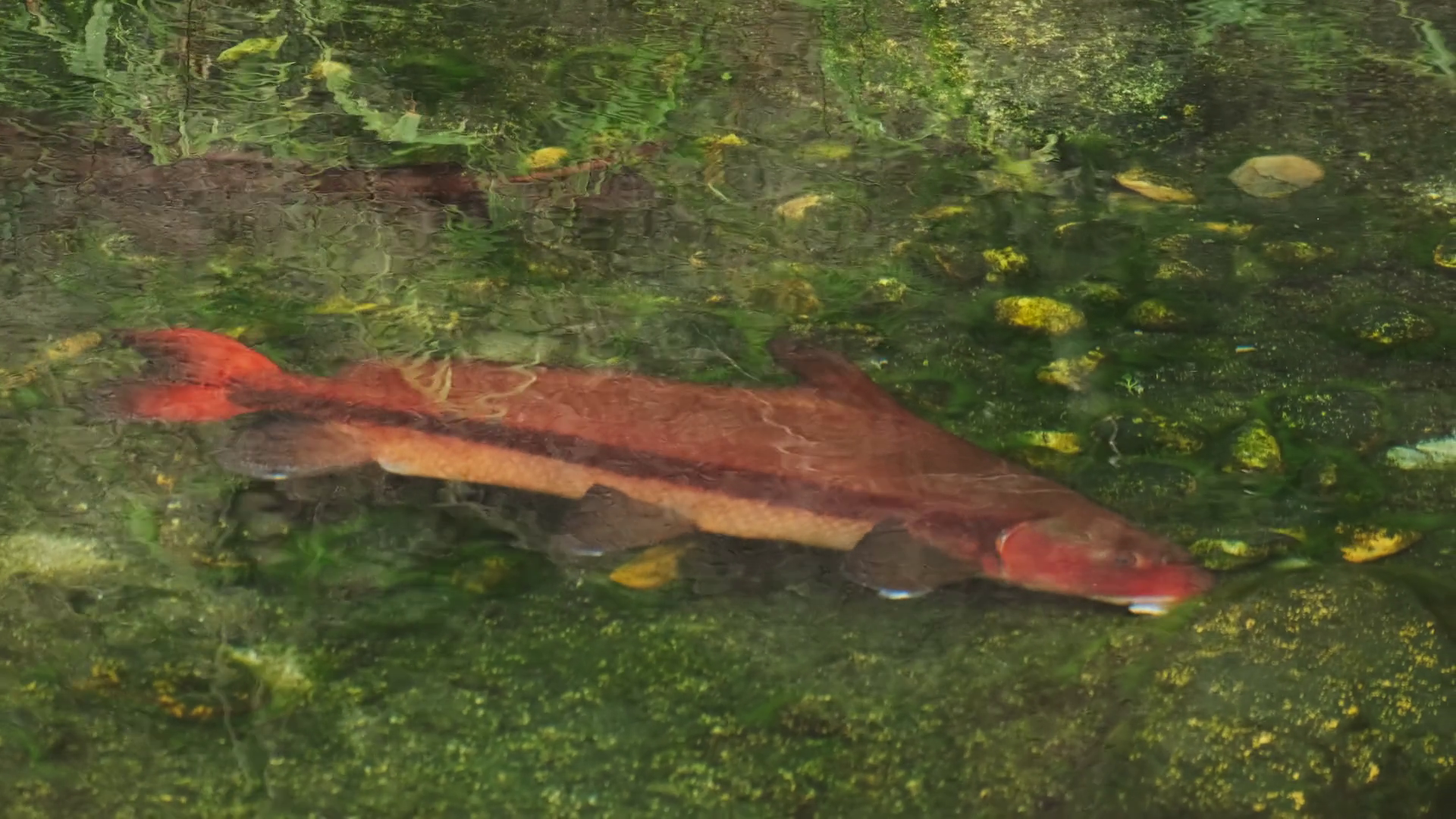 Big Red Fish Feeding Underwater Environment Stock Footage SBV-352065359 ...