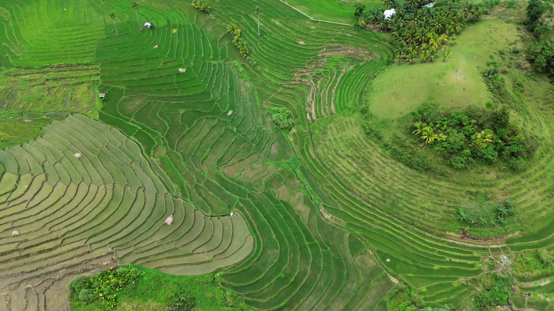 Aerial View Of Green Rice Terrace Fields On Stock Footage SBV-352763838 ...