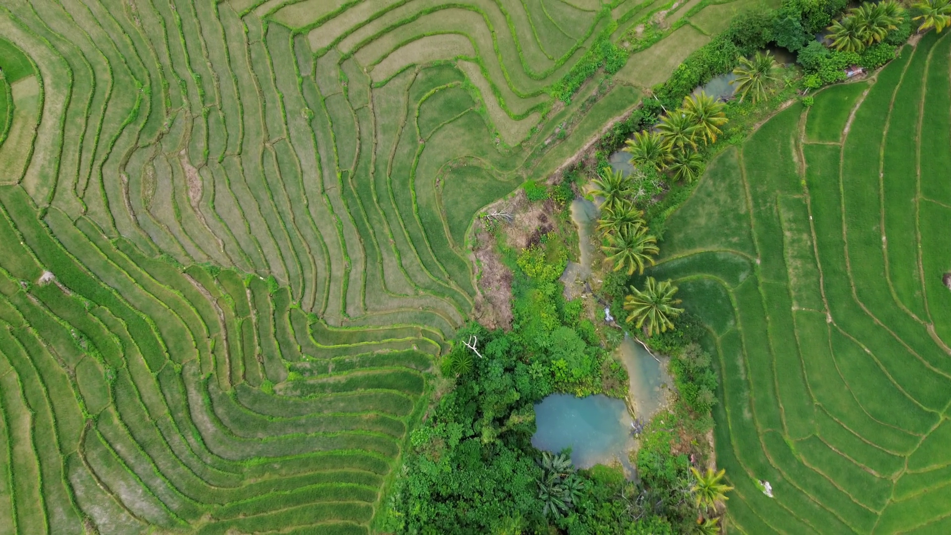 Aerial Top View Of Green Rice Terrace Fields Stock Footage SBV ...