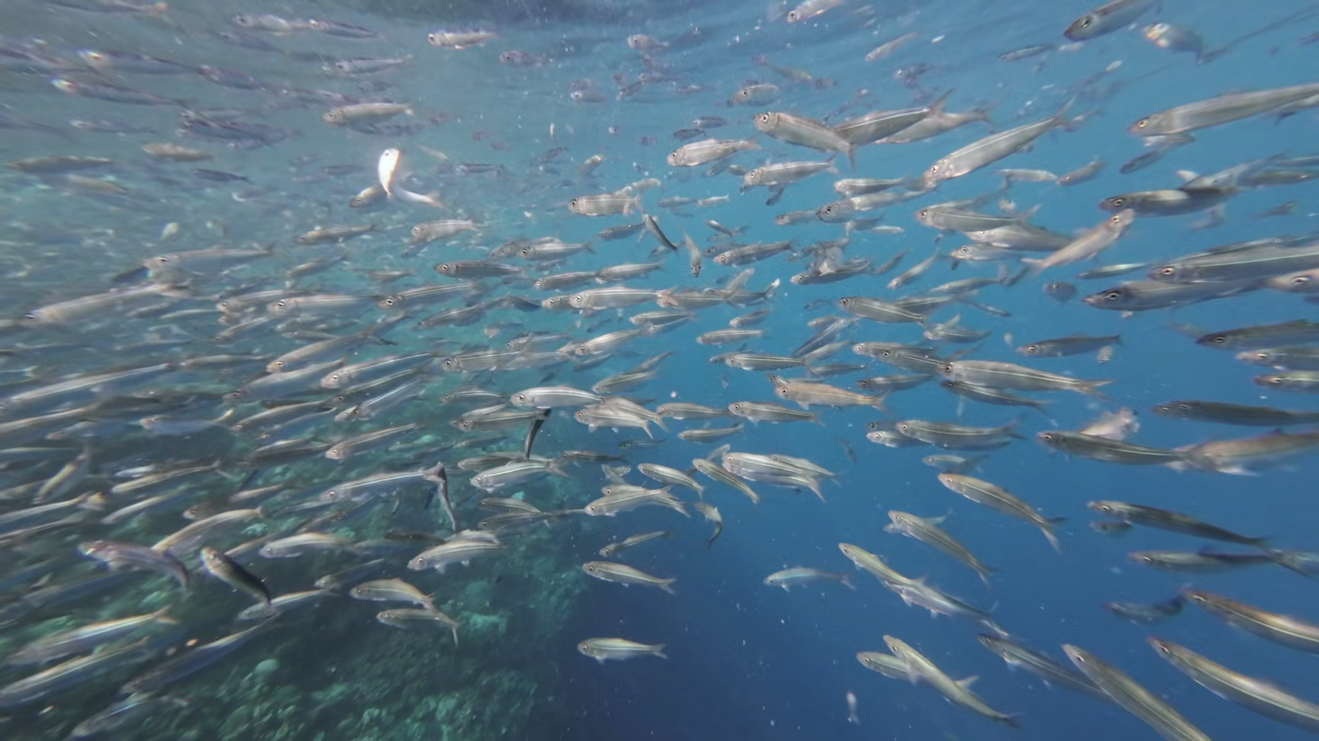 Underwater View Of Shoal Of Sardine Fish Stock Footage SBV-353734405 ...