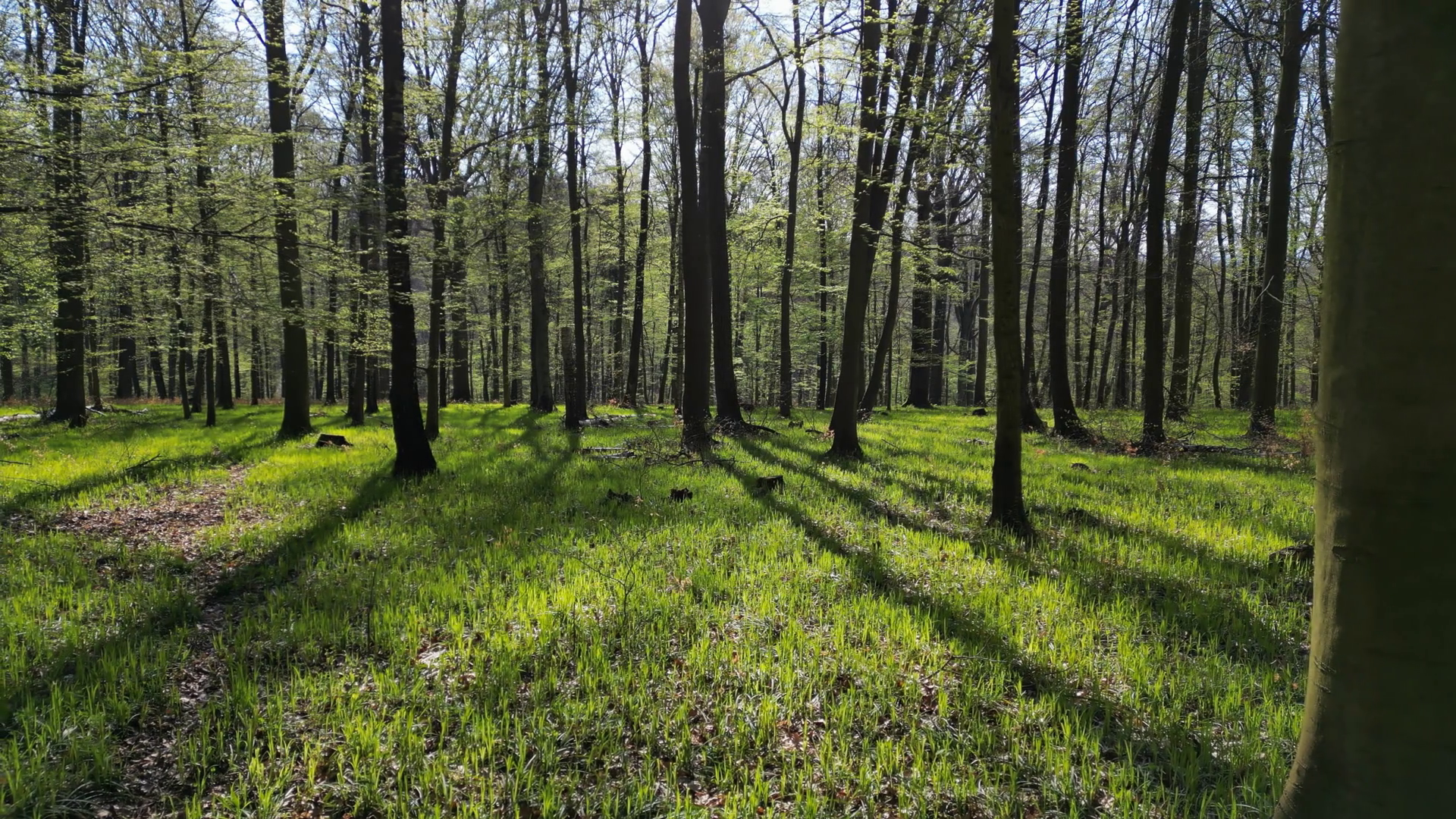 Moving In Spring Forest Trees With Shadows Stock Footage SBV-348480819 ...