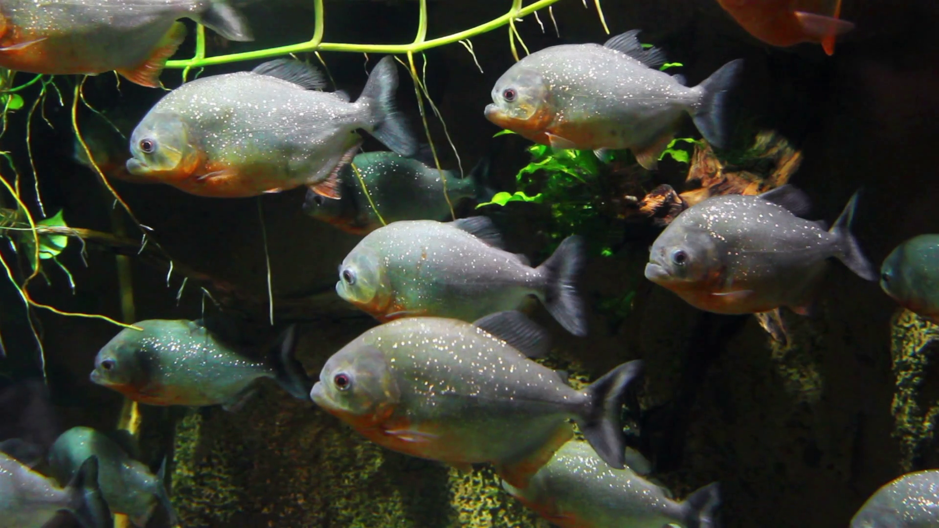 Piranhas Fish Underwater Stock Footage SBV-347557042 - Storyblocks