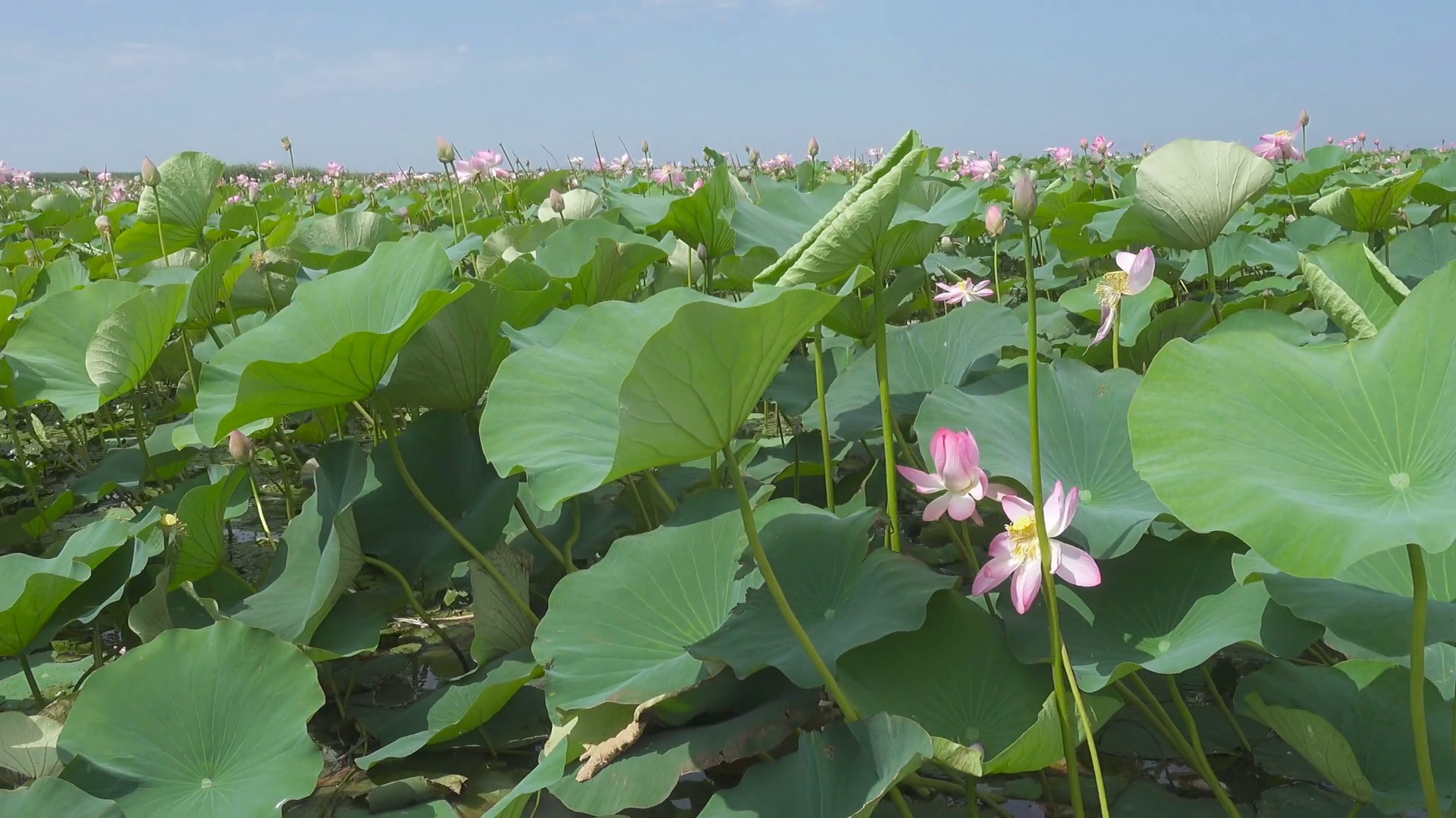 Thickets Of Blooming Lotus Flowers With Pink Stock Footage SBV ...