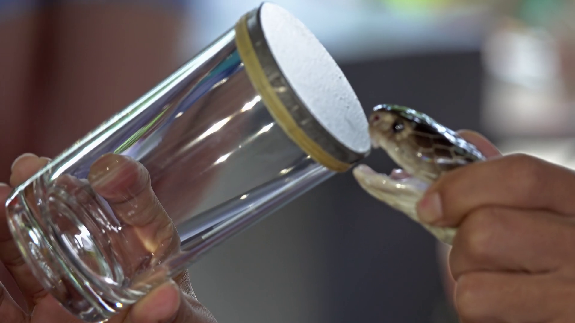 Cobra Snake Bite Glass Poisoning Stock Footage SBV347347952 Storyblocks