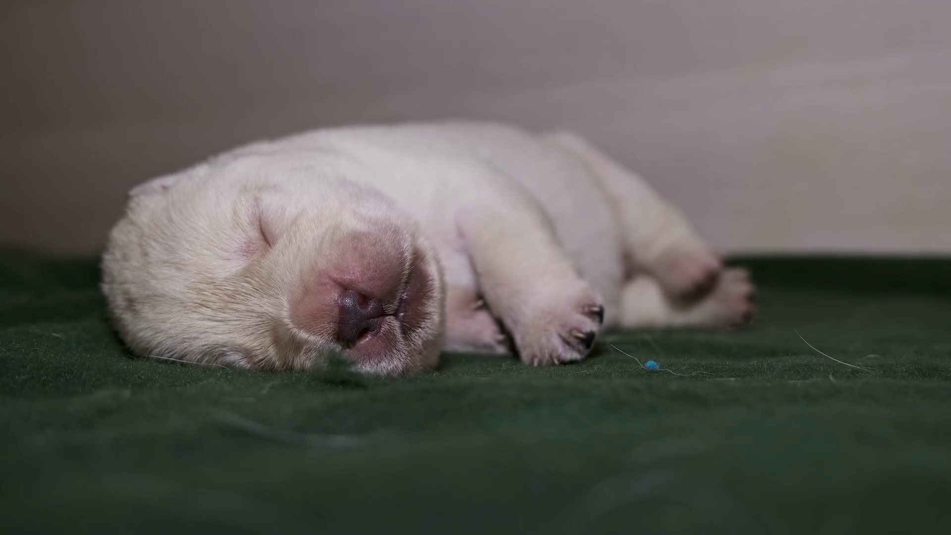 Newborn Yellow Labrador Puppy Dog Wake Up 4k Stock Footage SBV