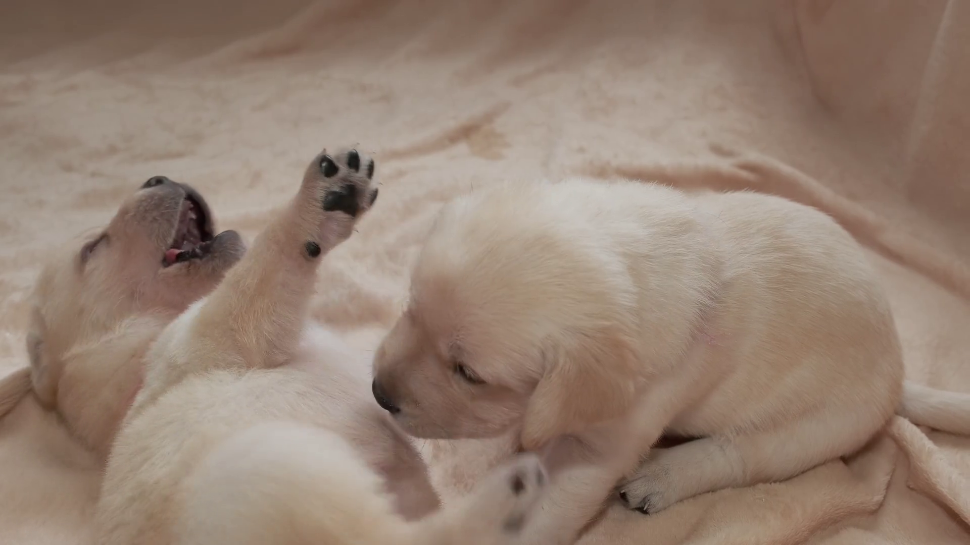 Young Yellow Labrador Puppies Dog Playing 4k Stock Footage SBV ...