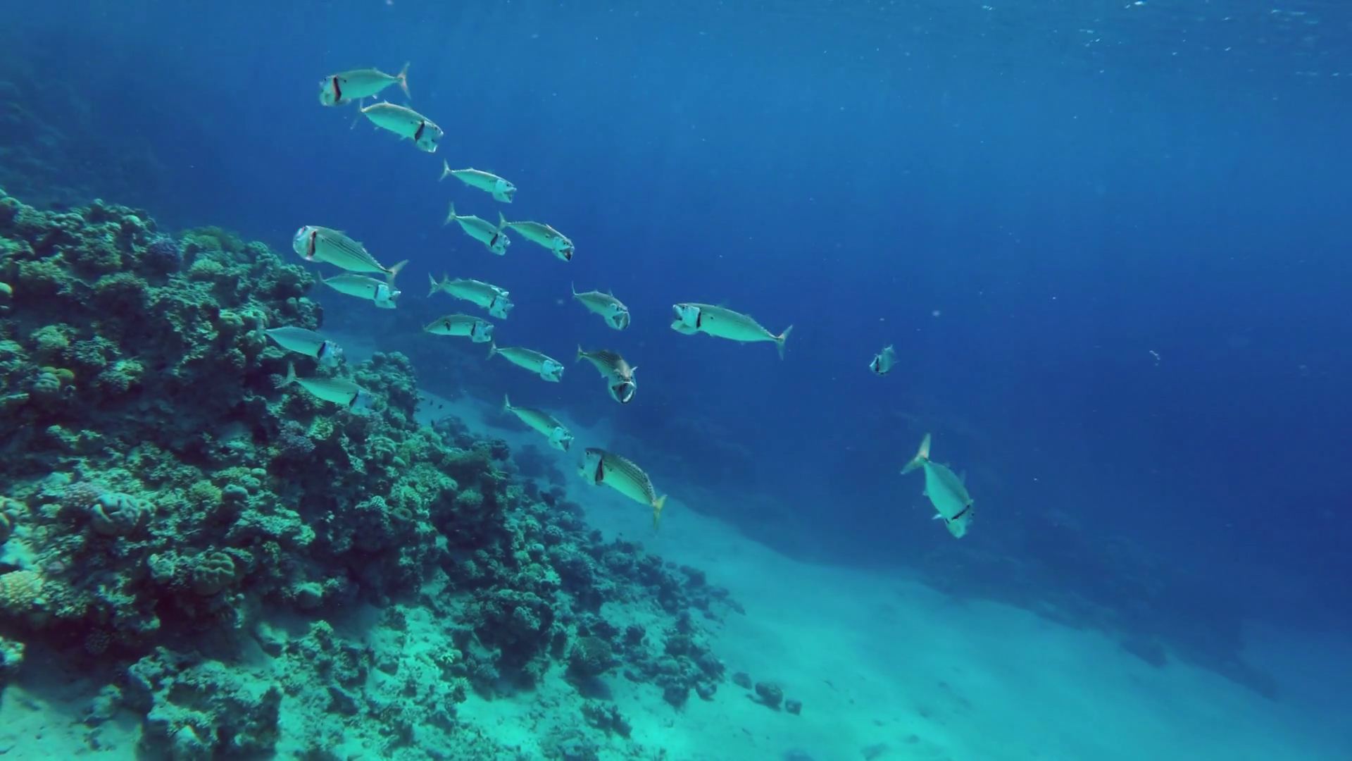 School Of Indian Mackerel Feeding In Red Sea Stock Footage SBV