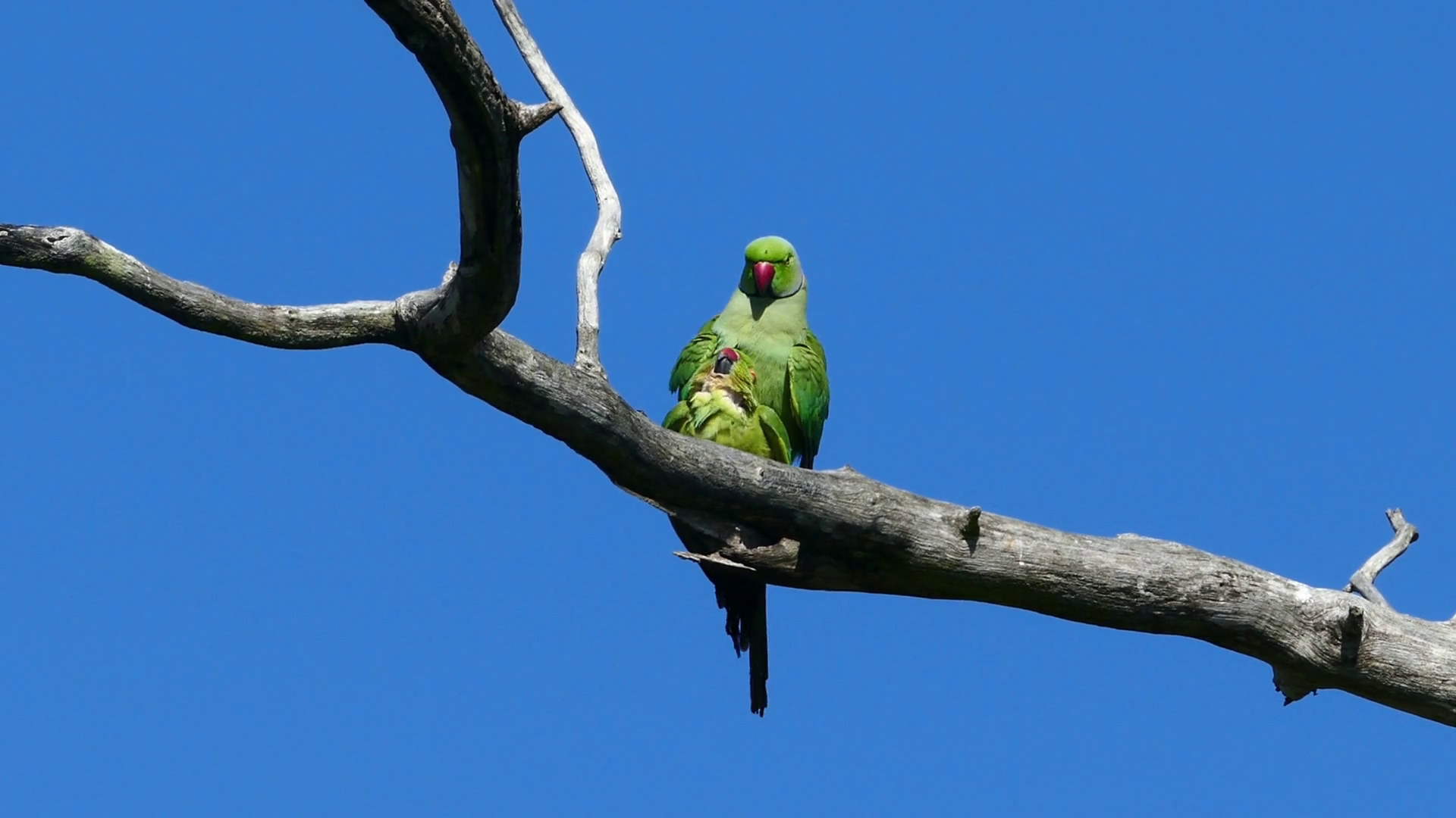 Pair Of Green Parrots Copulate On Tree Branch Stock Footage SBV