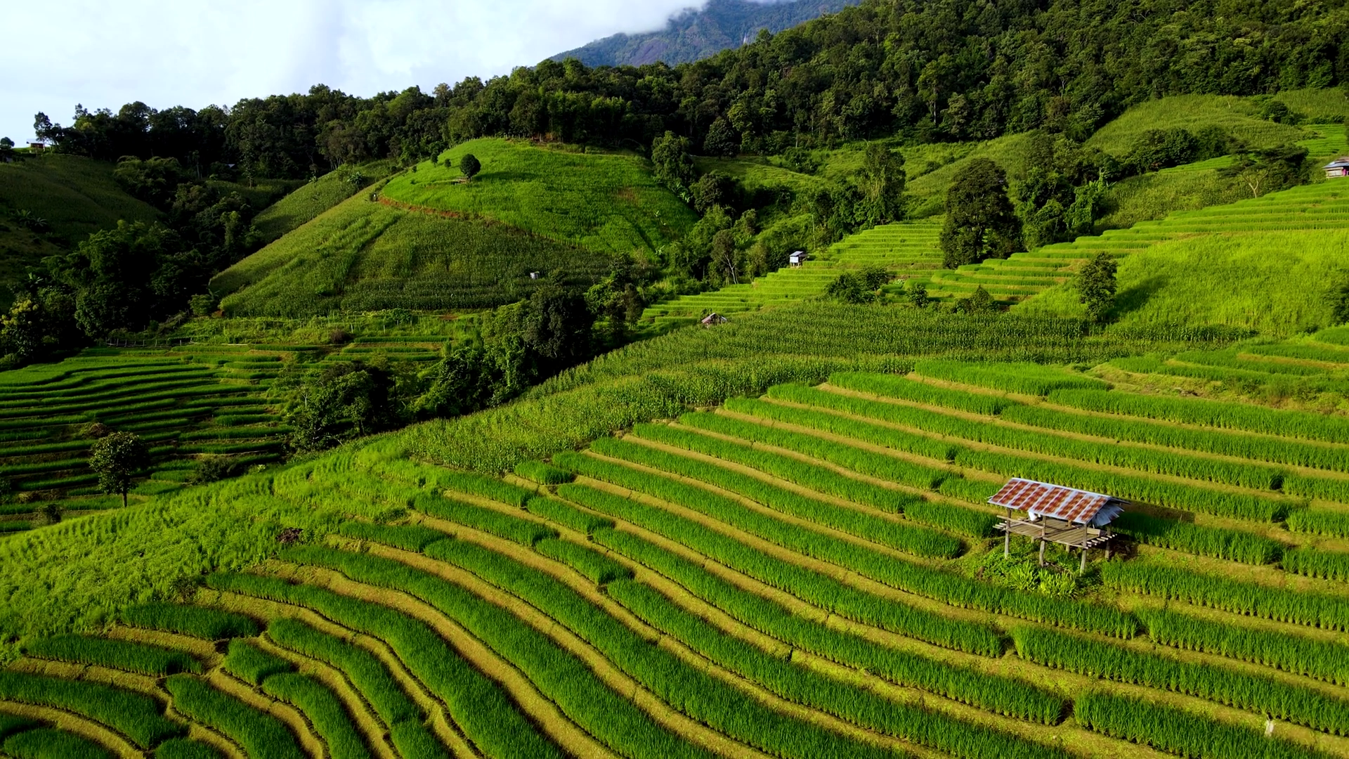 Journey Through Stunning Rice Fields Of Stock Footage SBV-351739309 ...