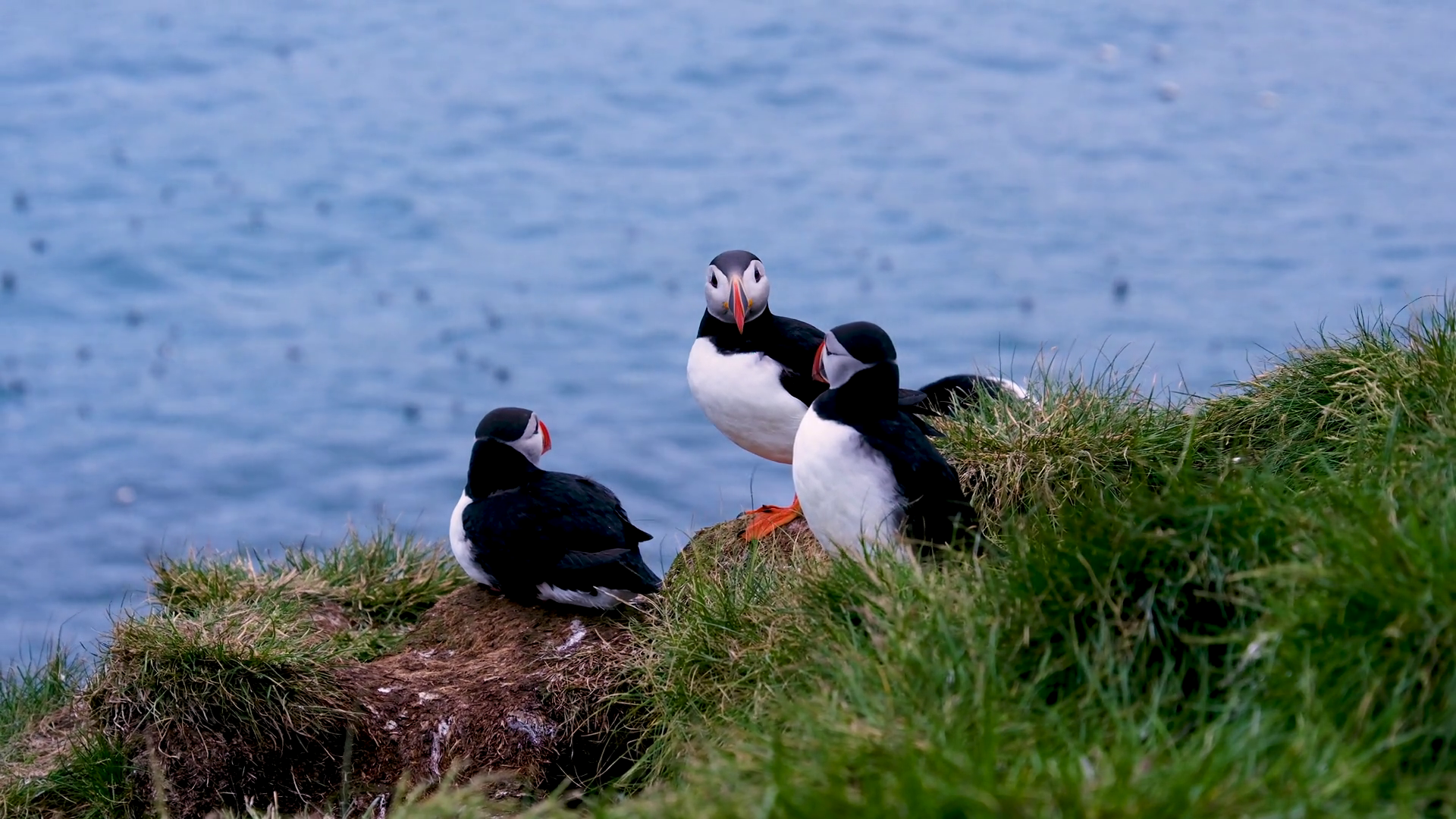 Three Atlantic Puffins Congregate On Grassy Stock Footage SBV-352555417 ...