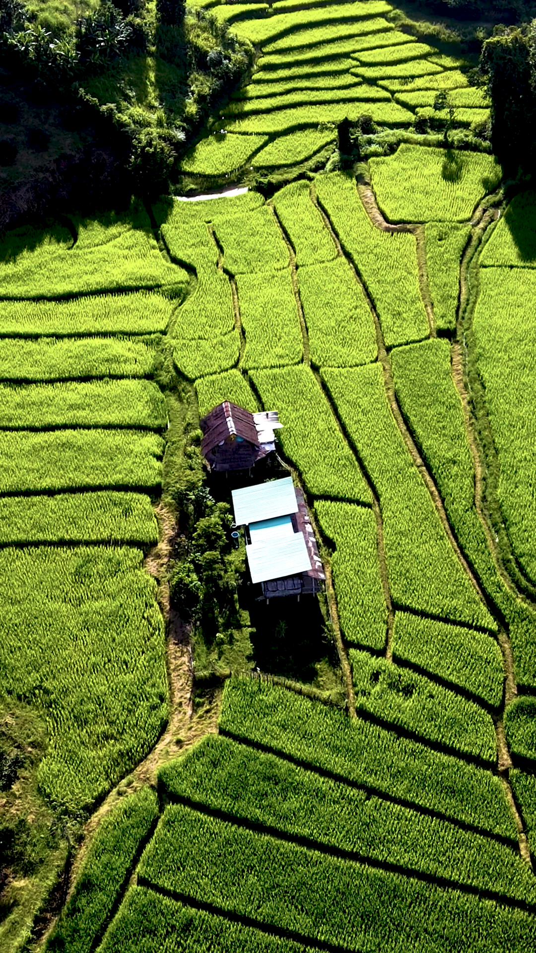 Soar Over Thailands Lush Rice Terraces Stock Footage SBV-353102442 ...