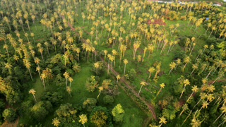 Koh Mak, Thailand reveals its enchanting palm tree forests, creating a peaceful escape. The vibrant greenery invites travelers to relax and