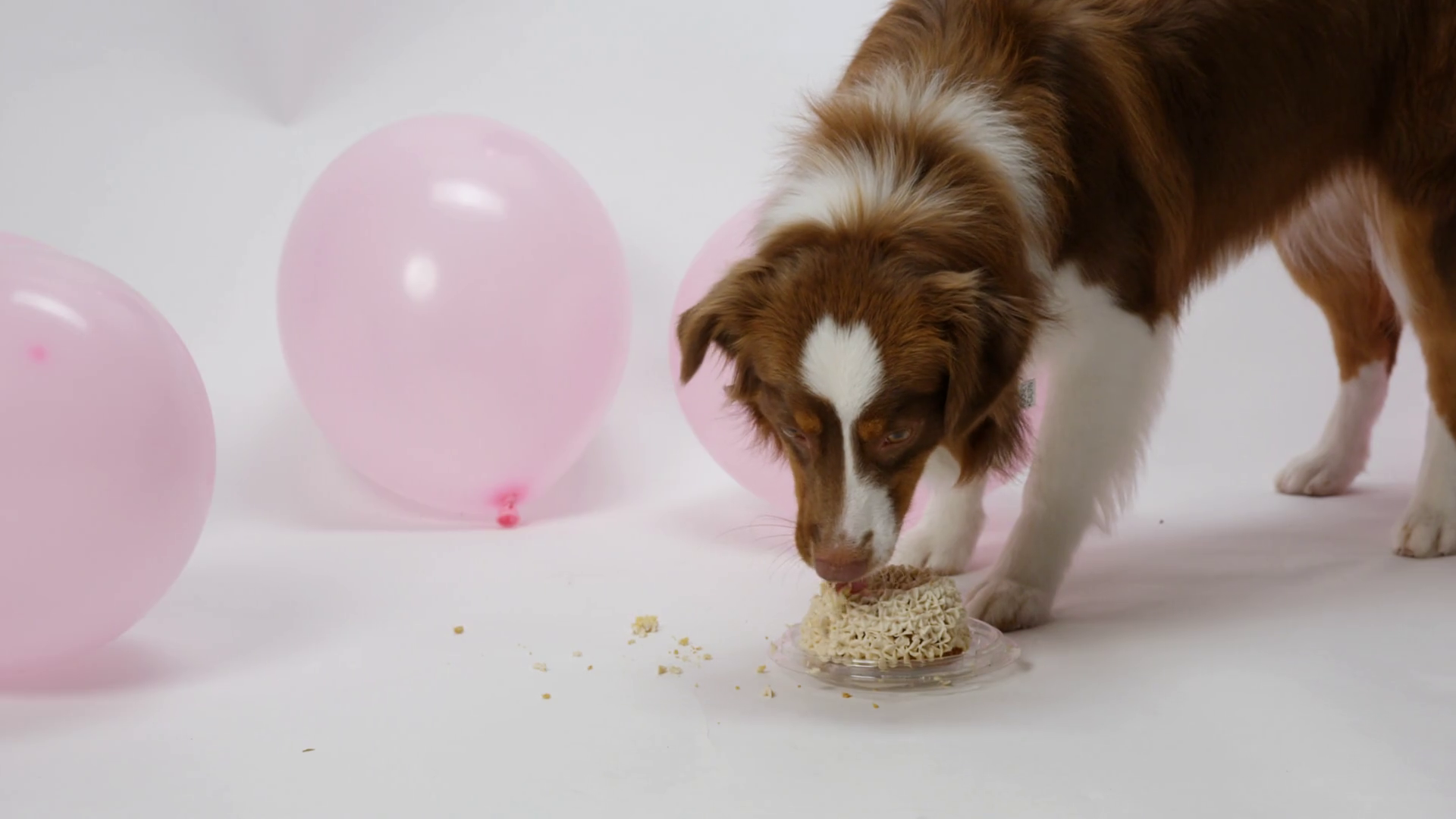 Austrailian Shepard Dog Eats Cake 1st Stock Footage SBV347233151