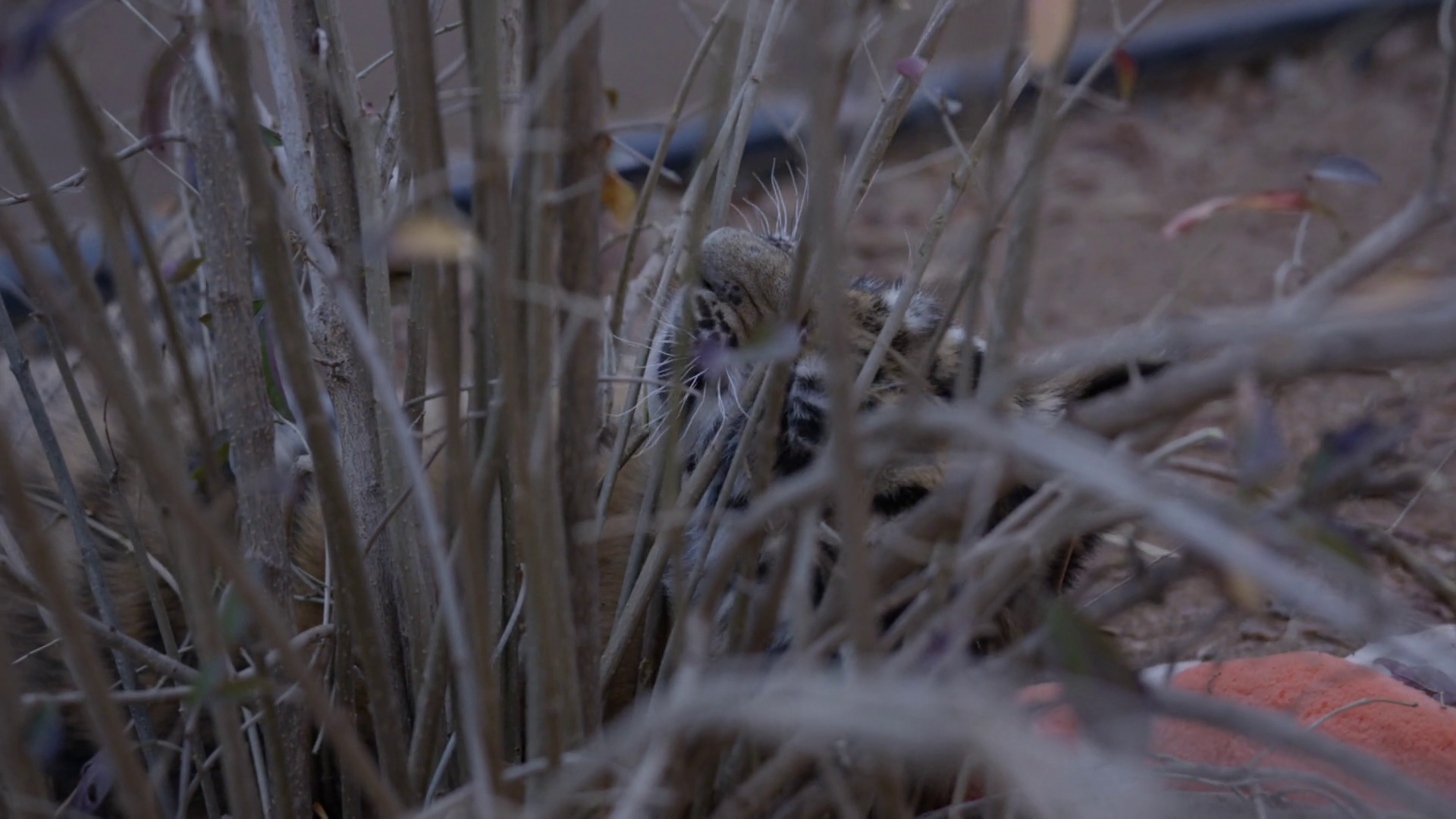 Baby Tiger Cub Bites Shrubb In Play Pen Stock Footage SBV-352208170 ...